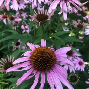 Meet your Posher, Leydi